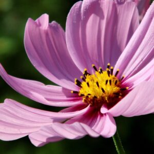 Dwarf Sensation Mix Cosmos Flower Seeds, Cosmos bipinnatus