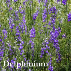 Rocket Larkspur/ Wild Delphinium Seeds, Delphinium consolida
