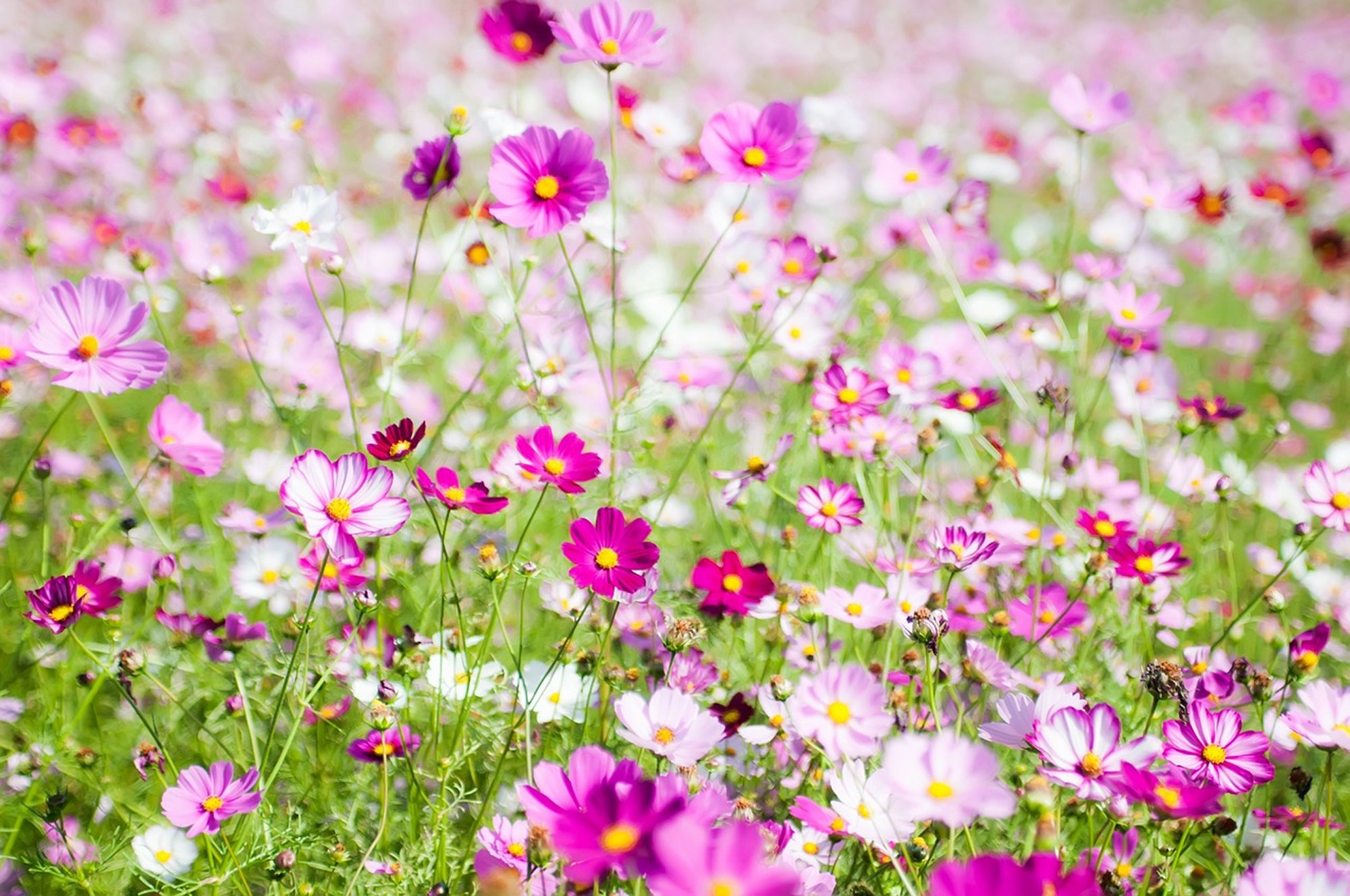 Sensation Mix Cosmos Seeds, Cosmos bipinnatus - Image 2