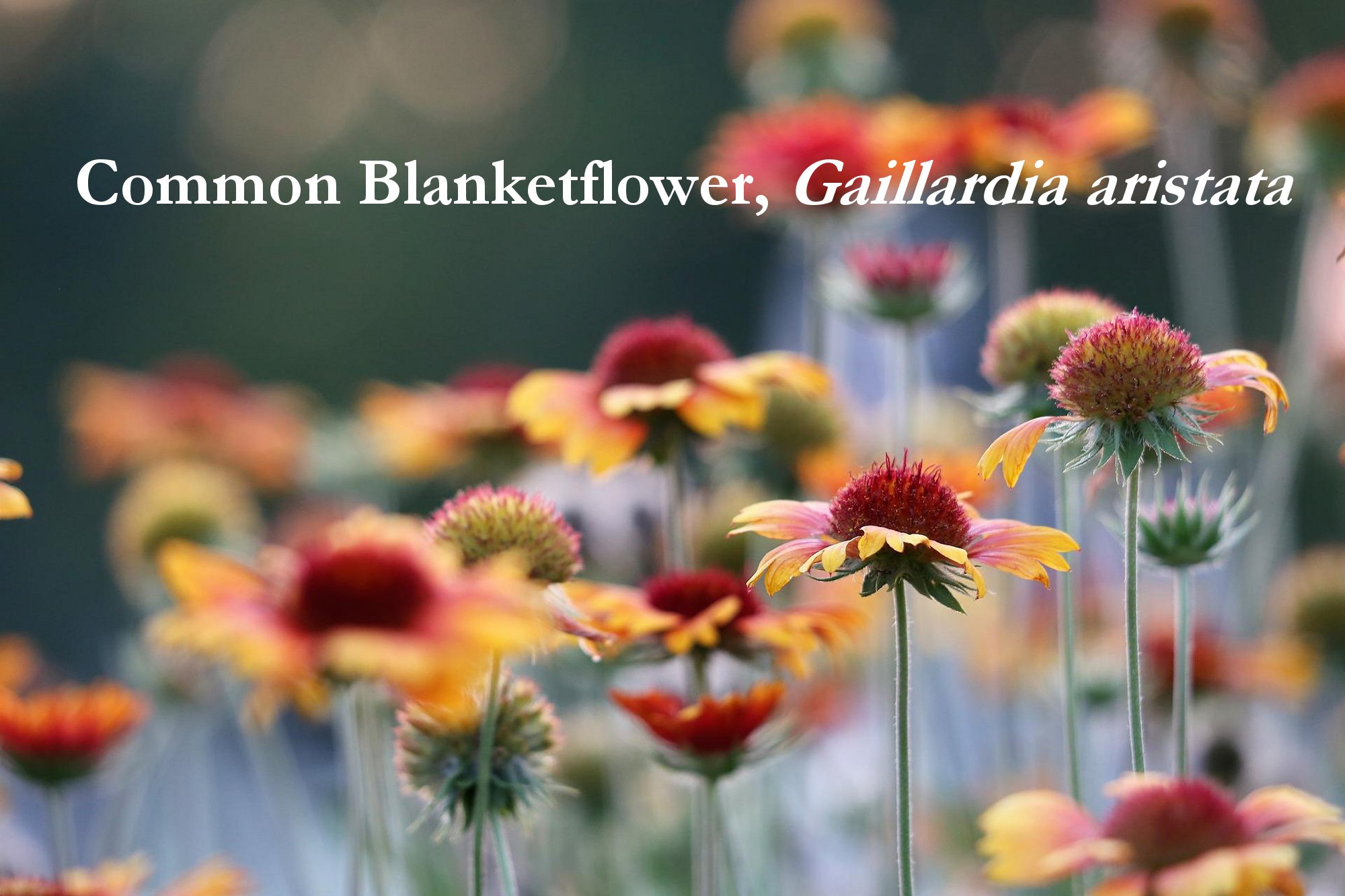 Blanket Flower Seeds, Gaillardia aristate - Image 2