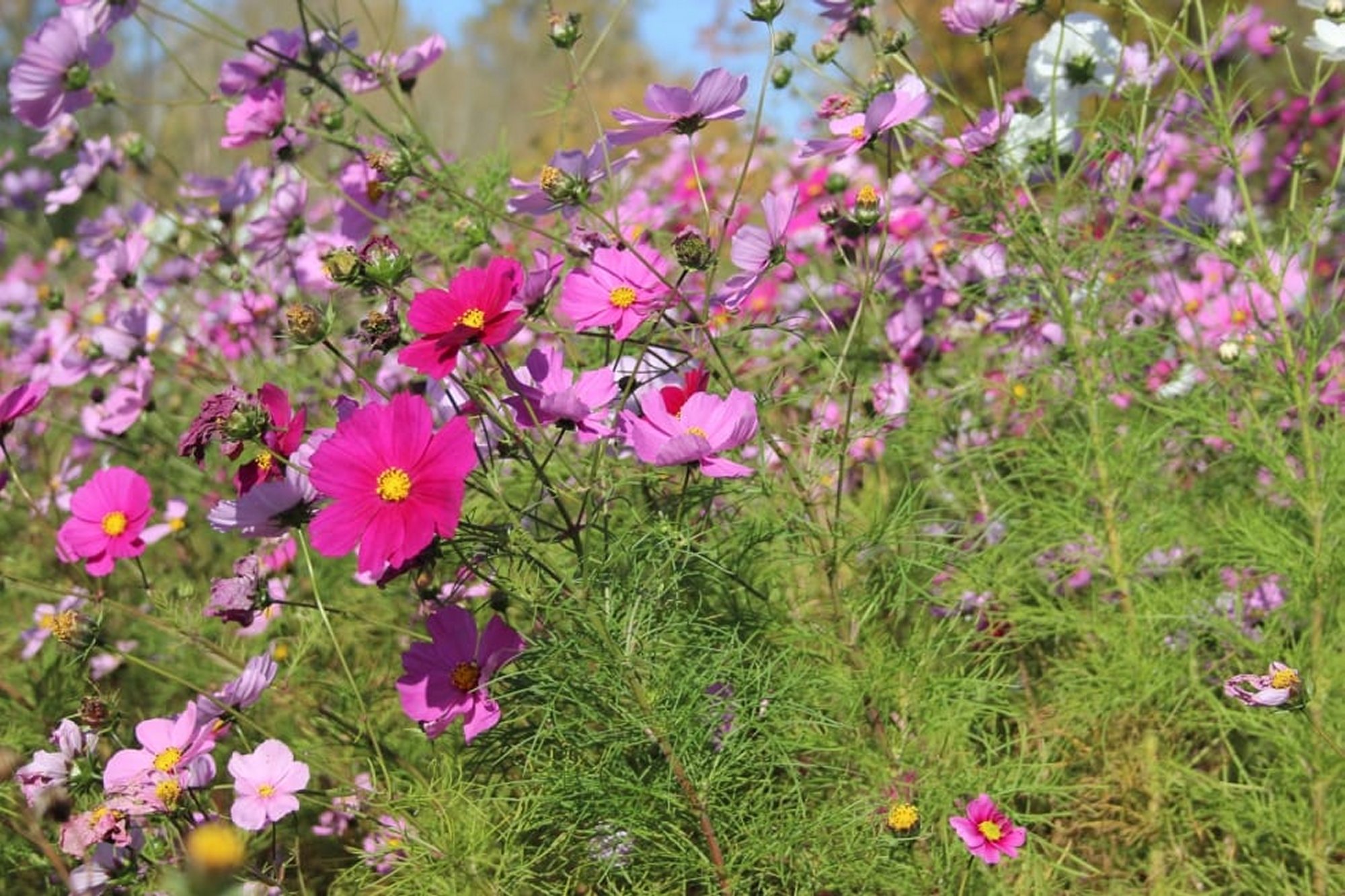 Sensation Mix Cosmos Seeds, Cosmos bipinnatus - Image 3