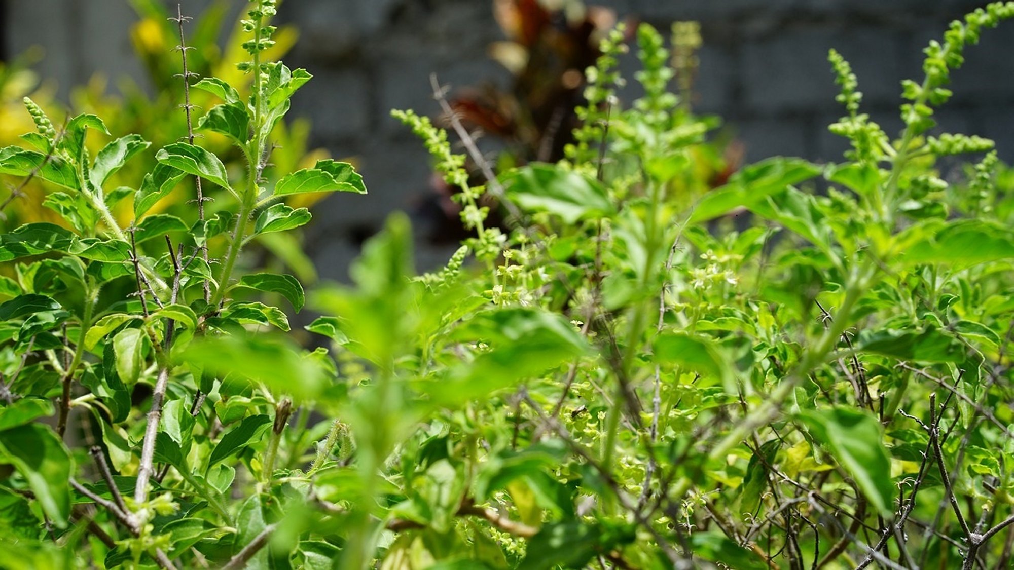 Kapoor Tulsi/Holy Basil, Ocimum africanum - Image 2