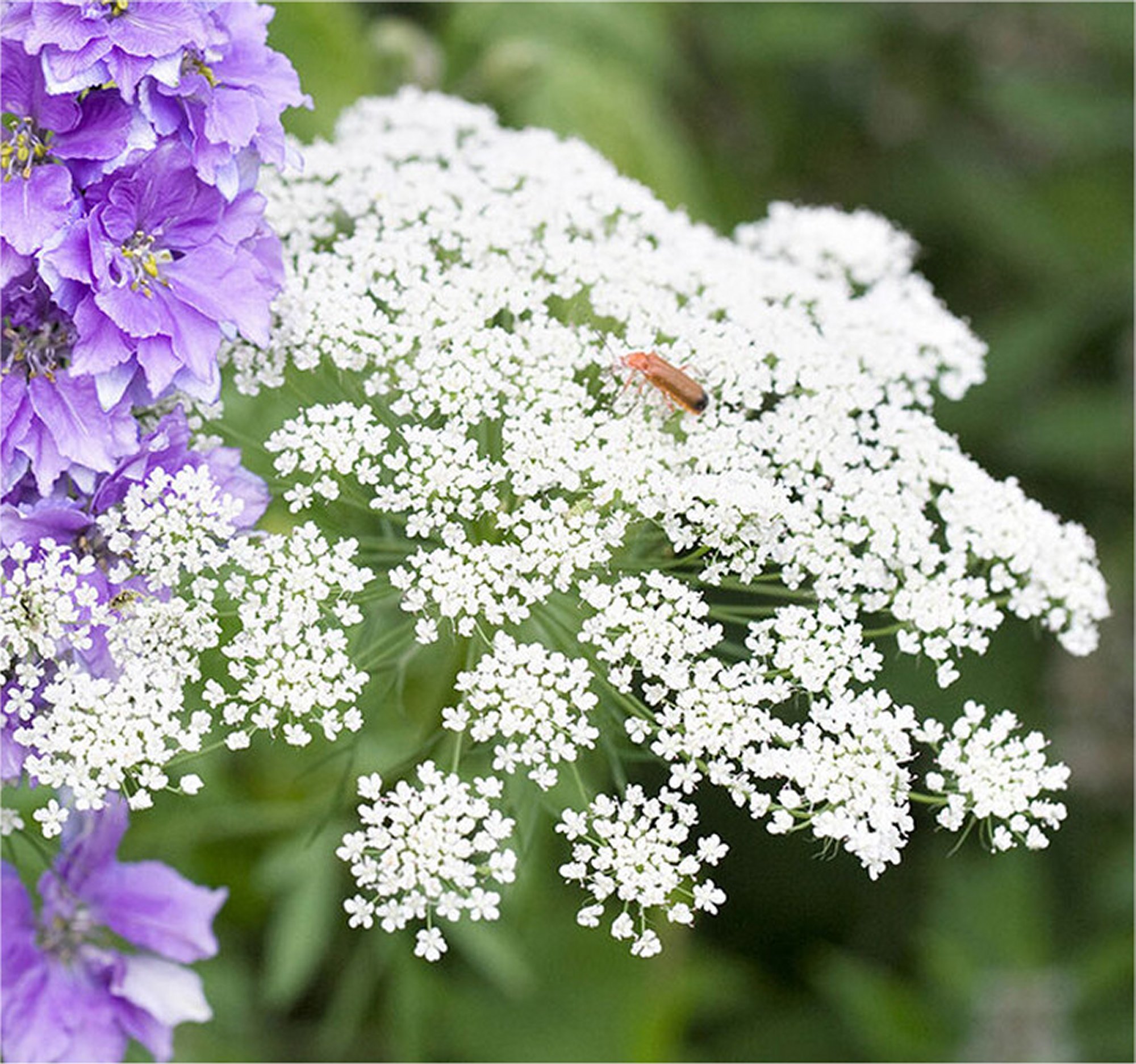 False Queen Anne’s Lace/Bishops Flowers, Ammi majus - Image 4