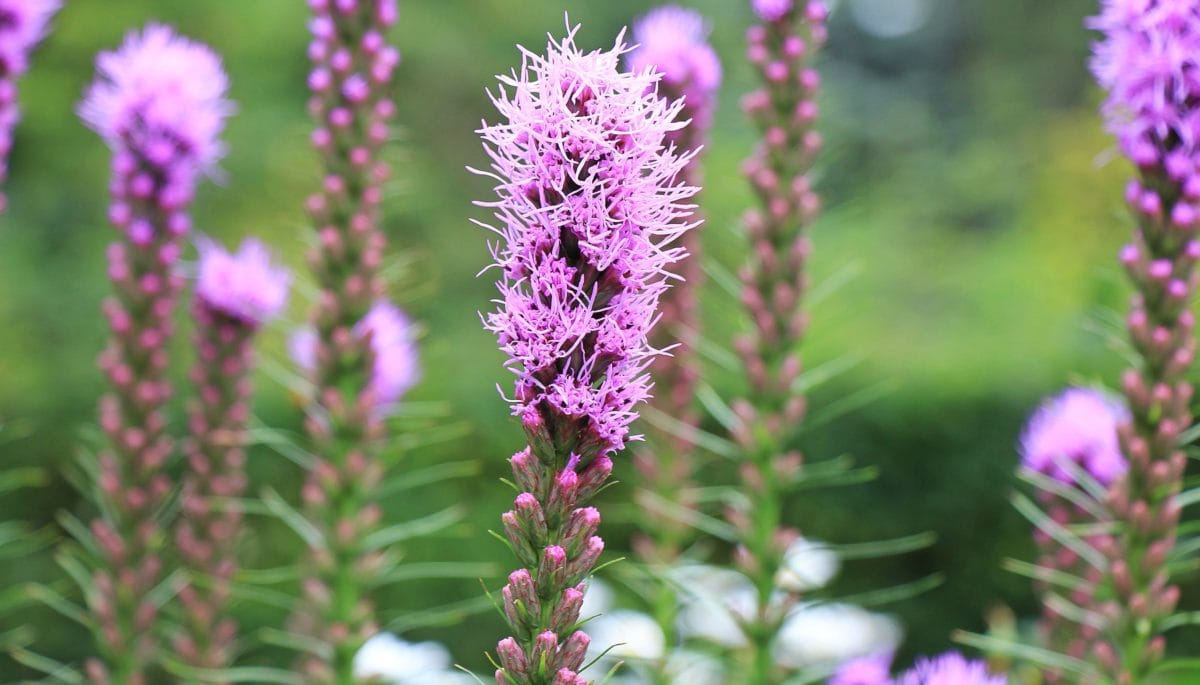 Blazing Stars / Gayfeather, Liatris spicata - Image 4