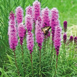 Blazing Stars / Gayfeather, Liatris spicata