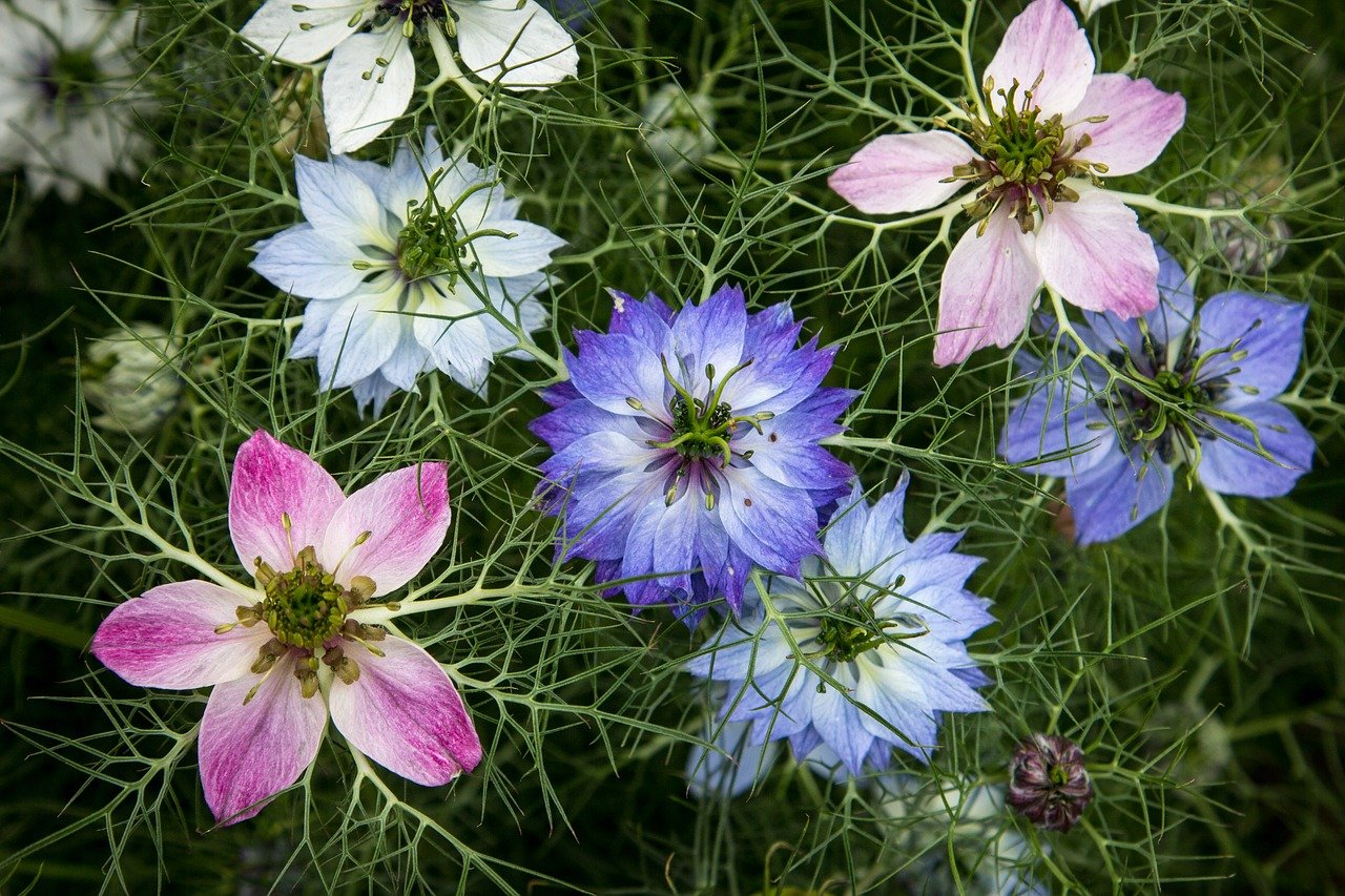 Love-in-a-Mist Seeds, Nigella damascene,