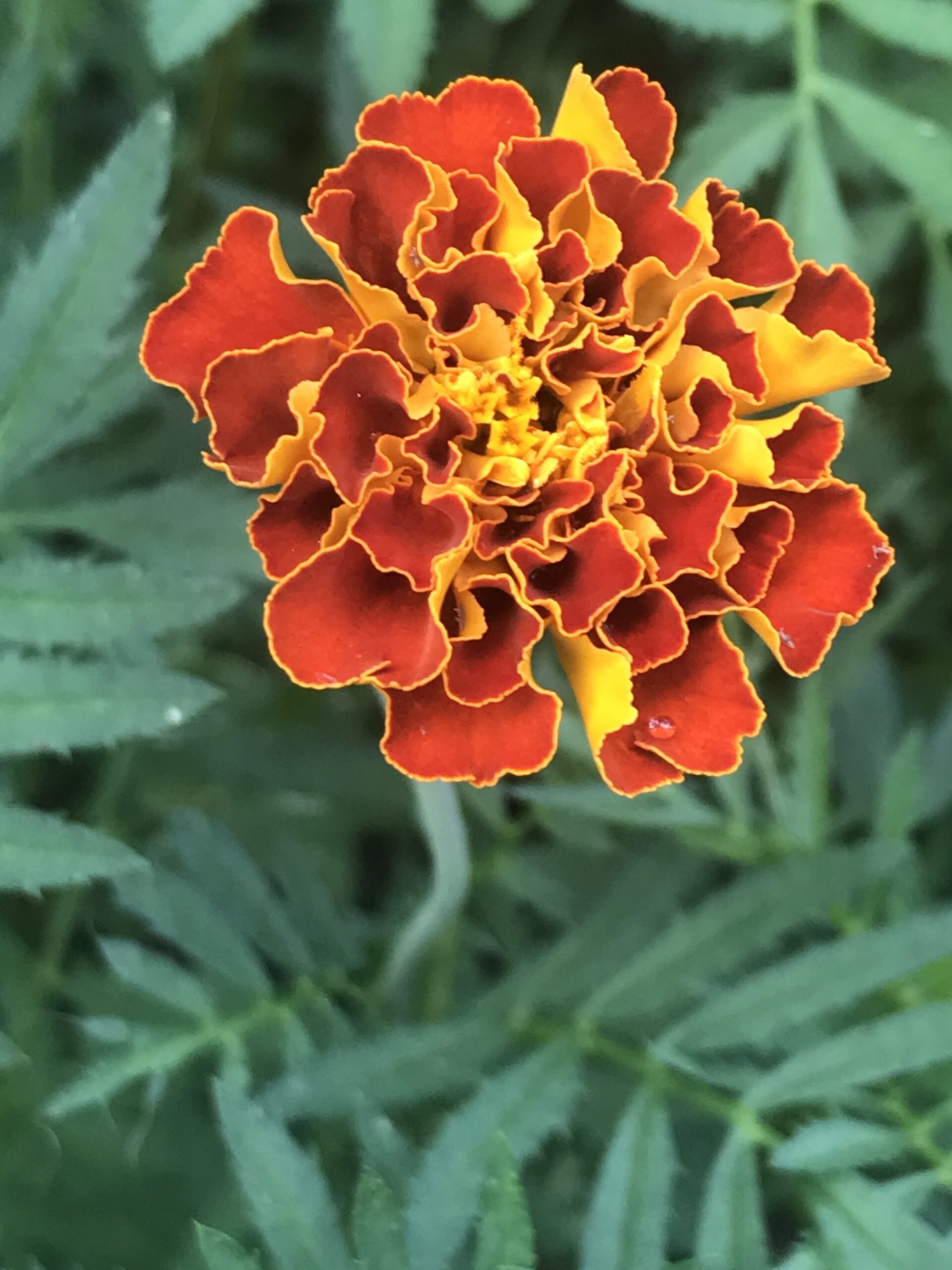 Sparky Mix French Marigold Seeds, Tagetes patula ‘Sparky’ - Image 4