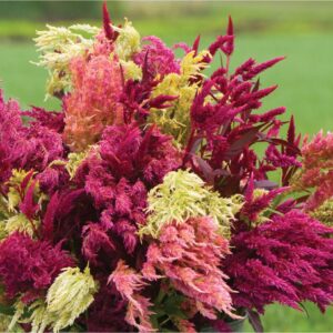 Pampas Plume Celosia, Celosia argentea plumosa