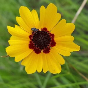 Plains Coreopsis Seeds, Coreopsis tinctoria