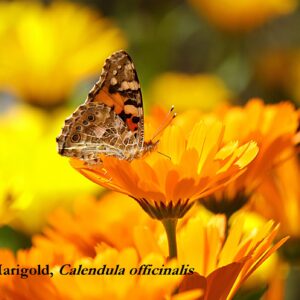 Calendula, Pot Marigold, Calendula officinalis