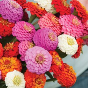 Sunbow Mix Zinnias, Zinnia elegans ‘Sunbow’